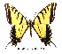  (Pterourus multicaudata - RR-PTMU-ND002)  @14 [ ] Unspecified (default): All Rights Reserved  Unspecified Unspecified