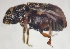  ( - NK2402)  @11 [ ] Copyright (2024) Natalia Kirichenko Sukachev Institute of Forest SB RAS