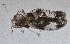  ( - NK2414)  @11 [ ] Copyright (2024) Natalia Kirichenko Sukachev Institute of Forest SB RAS