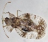  ( - NK2421)  @11 [ ] Copyright (2024) Natalia Kirichenko Sukachev Institute of Forest SB RAS
