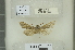  ( - RMNH.5011605)  @11 [ ] CreativeCommons - Attribution Non-Commercial Share-Alike (2018) B. Gravendeel Naturalis Biodiversity Center