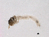  ( - BIOUG02709-A06)  @13 [ ] CreativeCommons - Attribution (2013) Trevor Bringloe Centre for Biodiversity Genomics
