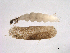  ( - BIOUG02709-F11)  @13 [ ] CreativeCommons - Attribution (2013) Trevor Bringloe Centre for Biodiversity Genomics