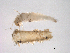  ( - BIOUG03297-B01)  @13 [ ] CreativeCommons - Attribution (2013) Trevor Bringloe Centre for Biodiversity Genomics