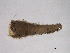  ( - BIOUG03297-C10)  @12 [ ] CreativeCommons - Attribution (2013) Trevor Bringloe Centre for Biodiversity Genomics
