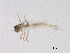  ( - BIOUG03324-B08)  @13 [ ] CreativeCommons - Attribution (2013) Trevor Bringloe Centre for Biodiversity Genomics