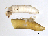  ( - BIOUG03324-C10)  @13 [ ] CreativeCommons - Attribution (2013) Trevor Bringloe Centre for Biodiversity Genomics