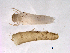  ( - BIOUG03324-C12)  @13 [ ] CreativeCommons - Attribution (2013) Trevor Bringloe Centre for Biodiversity Genomics