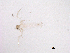  ( - BIOUG03324-F02)  @13 [ ] CreativeCommons - Attribution (2013) Trevor Bringloe Centre for Biodiversity Genomics