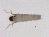  ( - BIOUG04847-H04)  @13 [ ] CreativeCommons - Attribution (2013) Trevor Bringloe Centre for Biodiversity Genomics