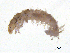  ( - BIOUG06966-H11)  @13 [ ] CreativeCommons - Attribution (2013) Trevor Bringloe Centre for Biodiversity Genomics