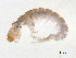  ( - BIOUG06968-E04)  @13 [ ] CreativeCommons - Attribution (2013) Trevor Bringloe Centre for Biodiversity Genomics