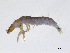  ( - BIOUG06970-B04)  @11 [ ] CreativeCommons - Attribution (2013) Trevor Bringloe Centre for Biodiversity Genomics