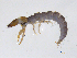  ( - BIOUG06970-B05)  @11 [ ] CreativeCommons - Attribution (2013) Trevor Bringloe Centre for Biodiversity Genomics