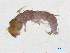  ( - BIOUG06971-E02)  @11 [ ] CreativeCommons - Attribution (2013) Trevor Bringloe Centre for Biodiversity Genomics