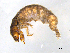  ( - BIOUG07056-F04)  @13 [ ] CreativeCommons - Attribution (2013) Trevor Bringloe Centre for Biodiversity Genomics