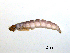  ( - BIOUG07062-F04)  @11 [ ] CreativeCommons - Attribution (2013) Trevor Bringloe Centre for Biodiversity Genomics
