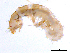  (Hydropsyche opthalmica - BIOUG07063-H07)  @13 [ ] CreativeCommons - Attribution (2013) Trevor Bringloe Centre for Biodiversity Genomics