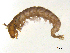  ( - BIOUG07979-F05)  @13 [ ] CreativeCommons - Attribution (2013) Trevor Bringloe Centre for Biodiversity Genomics