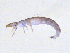  ( - BIOUG07980-B06)  @11 [ ] CreativeCommons - Attribution (2013) Trevor Bringloe Centre for Biodiversity Genomics