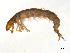  ( - BIOUG07980-H04)  @13 [ ] CreativeCommons - Attribution (2013) Trevor Bringloe Centre for Biodiversity Genomics