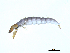  ( - BIOUG07981-B04)  @11 [ ] CreativeCommons - Attribution (2013) Trevor Bringloe Centre for Biodiversity Genomics