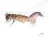  ( - BIOUG07982-A10)  @12 [ ] CreativeCommons - Attribution (2013) Trevor Bringloe Centre for Biodiversity Genomics