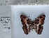  (Adelpha ximena - ADE-MB-08)  @11 [ ] CC-by (2023) Mohamed Benmesbah Research Collection of Mohamed Benmesbah