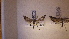  ( - LepVM302)  @12 [ ] CreativeCommons - Attribution Non-Commercial Share-Alike (2014) NTNU Museum of Natural History and Archaeology NTNU University Museum, Department of Natural History