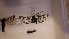  ( - LepVM460)  @12 [ ] CreativeCommons - Attribution Non-Commercial Share-Alike (2014) NTNU University Museum, Department of Natural History NTNU University Museum, Department of Natural History