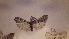  ( - LepVM498)  @12 [ ] CreativeCommons - Attribution Non-Commercial Share-Alike (2014) NTNU Museum of Natural History and Archaeology NTNU University Museum, Department of Natural History
