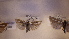  ( - LepVM541)  @11 [ ] CreativeCommons - Attribution Non-Commercial Share-Alike (2014) NTNU University Museum, Department of Natural History NTNU University Museum, Department of Natural History