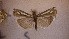  ( - LepVM578)  @12 [ ] CreativeCommons - Attribution Non-Commercial Share-Alike (2014) NTNU Museum of Natural History and Archaeology NTNU University Museum, Department of Natural History