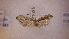  ( - LepVM684)  @12 [ ] CreativeCommons - Attribution Non-Commercial Share-Alike (2014) NTNU Museum of Natural History and Archaeology NTNU University Museum, Department of Natural History