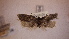  ( - LepVM767)  @13 [ ] CreativeCommons - Attribution Non-Commercial Share-Alike (2014) NTNU Museum of Natural History and Archaeology NTNU University Museum, Department of Natural History