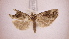  ( - LepVM895)  @12 [ ] CreativeCommons - Attribution Non-Commercial Share-Alike (2014) NTNU University Museum, Department of Natural History NTNU University Museum, Department of Natural History