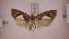 ( - LepVM1024)  @14 [ ] CreativeCommons - Attribution Non-Commercial Share-Alike (2014) NTNU University Museum, Department of Natural History NTNU University Museum, Department of Natural History