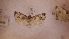  ( - LepVM1111)  @12 [ ] CreativeCommons - Attribution Non-Commercial Share-Alike (2014) NTNU University Museum, Department of Natural History NTNU University Museum, Department of Natural History