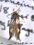  ( - NorBOL LepVM08)  @12 [ ] CreativeCommons - Attribution Non-Commercial Share-Alike (2012) NTNU Museum of Natural History and Archaeology NTNU Museum of Natural History and Archaeology