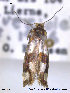  ( - NorBOL LepVM09)  @12 [ ] CreativeCommons - Attribution Non-Commercial Share-Alike (2012) NTNU Museum of Natural History and Archaeology NTNU Museum of Natural History and Archaeology