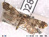  ( - NorBOL LepVM196)  @11 [ ] CreativeCommons - Attribution Non-Commercial Share-Alike (2013) NTNU Museum of Natural History and Archaeology NTNU Museum of Natural History and Archaeology