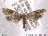  ( - NorBOL LepVM202)  @13 [ ] CreativeCommons - Attribution Non-Commercial Share-Alike (2013) NTNU Museum of Natural History and Archaeology NTNU Museum of Natural History and Archaeology