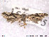  ( - NorBOL LepVM210)  @11 [ ] CreativeCommons - Attribution Non-Commercial Share-Alike (2013) NTNU Museum of Natural History and Archaeology NTNU Museum of Natural History and Archaeology