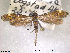  ( - NorBOL LepVM260)  @13 [ ] CreativeCommons - Attribution Non-Commercial Share-Alike (2013) NTNU Museum of Natural History and Archaeology NTNU Museum of Natural History and Archaeology