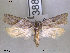  ( - NorBOL LepVM62)  @13 [ ] CreativeCommons - Attribution Non-Commercial Share-Alike (2012) NTNU Museum of Natural History and Archaeology NTNU Museum of Natural History and Archaeology