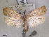  ( - NorBOL LepVM78)  @14 [ ] CreativeCommons - Attribution Non-Commercial Share-Alike (2012) NTNU Museum of Natural History and Archaeology NTNU Museum of Natural History and Archaeology