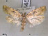  ( - NorBOL LepVM85)  @13 [ ] CreativeCommons - Attribution Non-Commercial Share-Alike (2012) NTNU Museum of Natural History and Archaeology NTNU Museum of Natural History and Archaeology