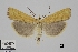 (Pediasia subflavellus - TLMF_Lep_40998)  @11 [ ] CreativeCommons - Attribution Non-Commercial Share-Alike (2024) Peter Huemer Tiroler Landesmuseum