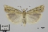 (Crambus cyrnellus - TLMF_Lep_41009)  @11 [ ] CreativeCommons - Attribution Non-Commercial Share-Alike (2024) Peter Huemer Tiroler Landesmuseum