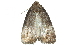  (Anterastria atrata - BIOUG14489-C11)  @13 [ ] CreativeCommons - Attribution (2015) CBG Photography Group Centre for Biodiversity Genomics